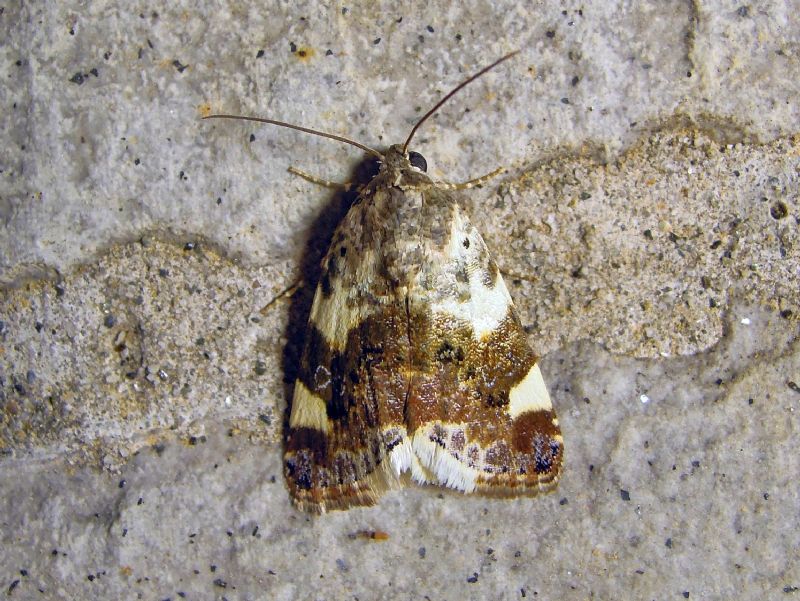 Acontia lucida (Noctuidae)